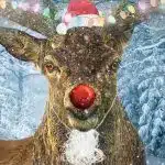 pic of rudolph, santa's reindeer and his red nose christmas.co.uk