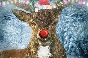 pic of rudolph, santa's reindeer and his red nose christmas.co.uk