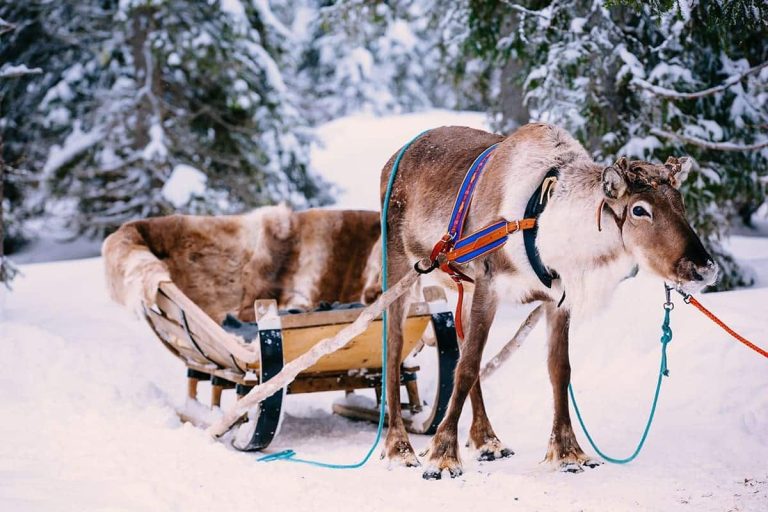 reindeer in a winter forest in lapland finland pmmrhdw