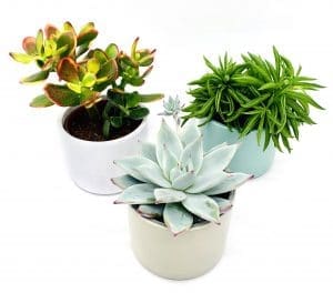 xmas gifts plant subscription