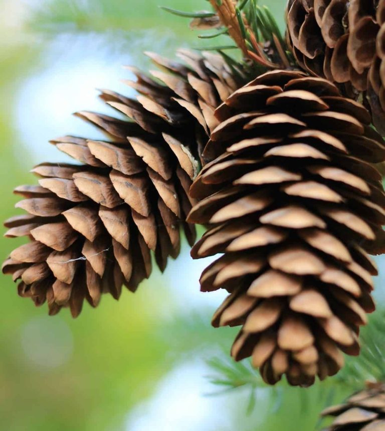best diy christmas decoration ideas pinecones christmas.co .uk