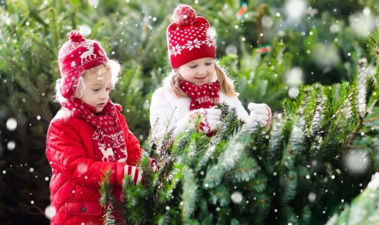 buy a real christmas tree tips christmas.co .uk 5