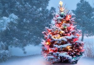 Buying outdoor Christmas tree lights online - a guide to bulbs and styles