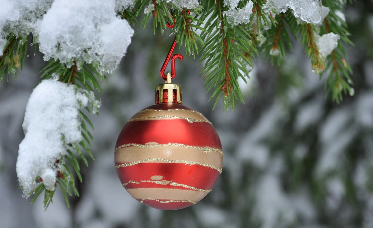 How many years does it take to grow a Christmas tree? - All Things ...