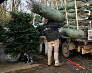 Grow a Christmas tree - loading a van