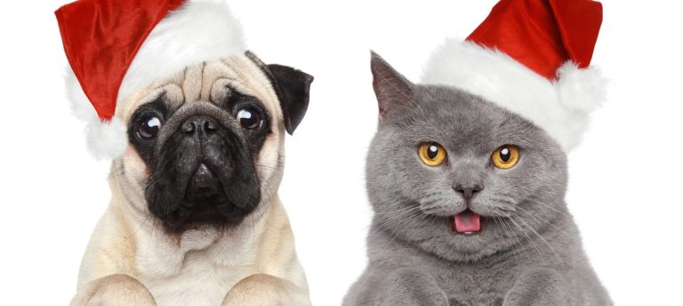 best pet christmas treats christmas.co .uk 2 main