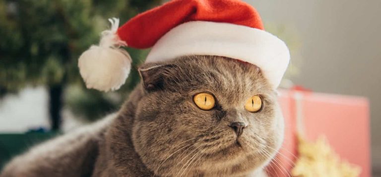 christmas advent calendars for cats christmas.co .uk main