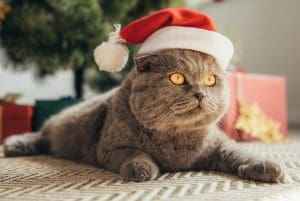 Christmas advent calendars for cats