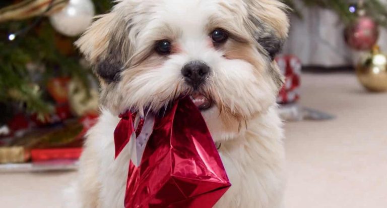 christmas advent calendars for dogs christmas.co .uk main