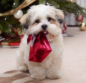 Christmas advent calendars for dogs