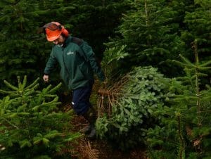 Why buy a real Christmas tree man choosing a tree