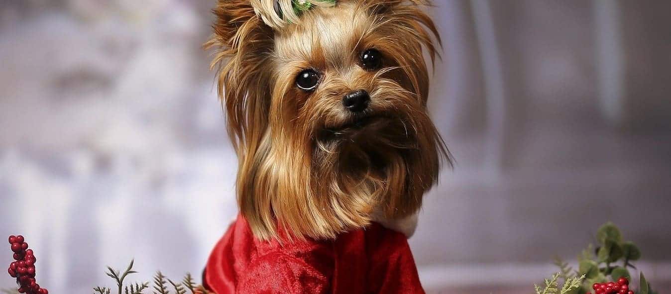 how to keep your pets safe at christmas christmas.co .uk main