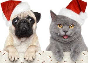 How to keep your pets safe at Christmas