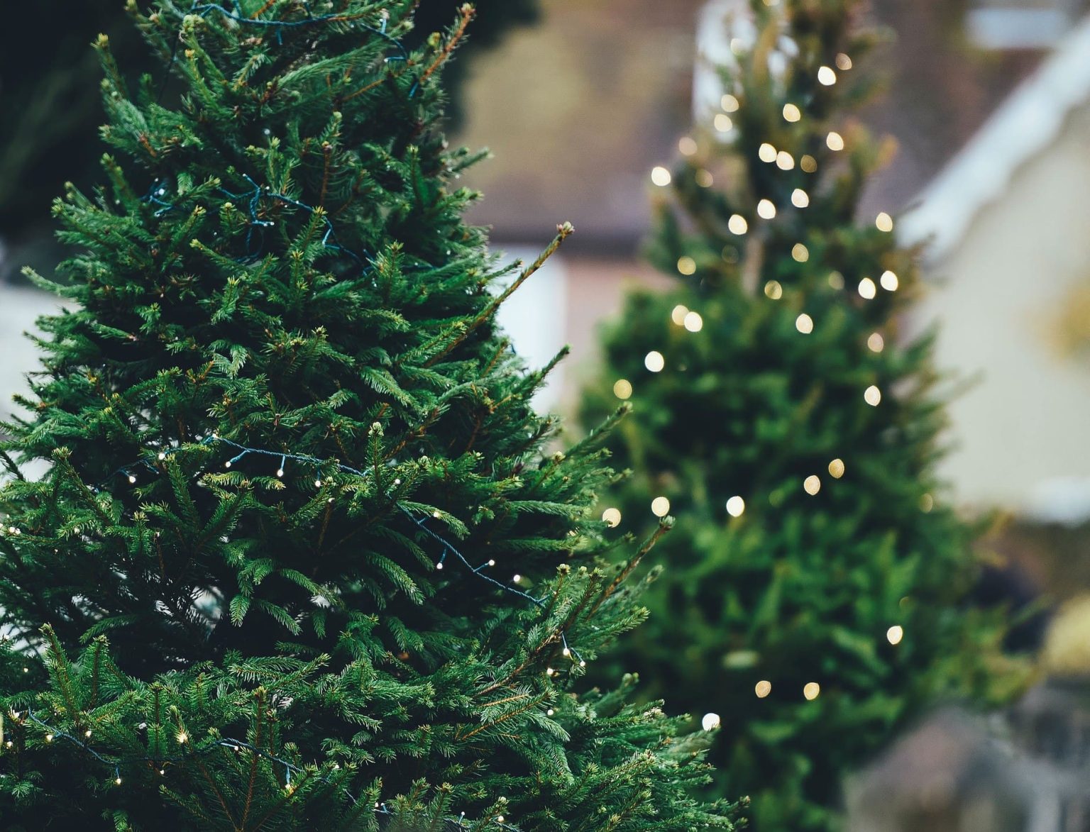 How to choose the best Christmas tree tips All Things Christmas Christmas.co.uk