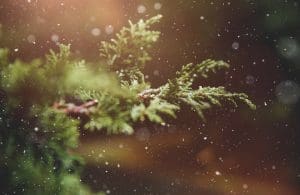 Christmas tree branch and snow reusable, sustainable and eco-friendly Christmas trees christmas.co.uk