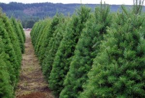 line of christmas trees growing organic christmas.co.uk