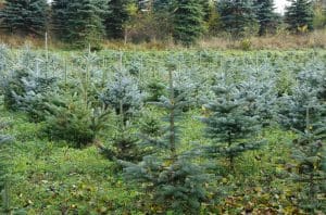 plantation of xmas trees growing