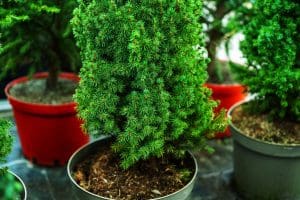 potted christmas trees