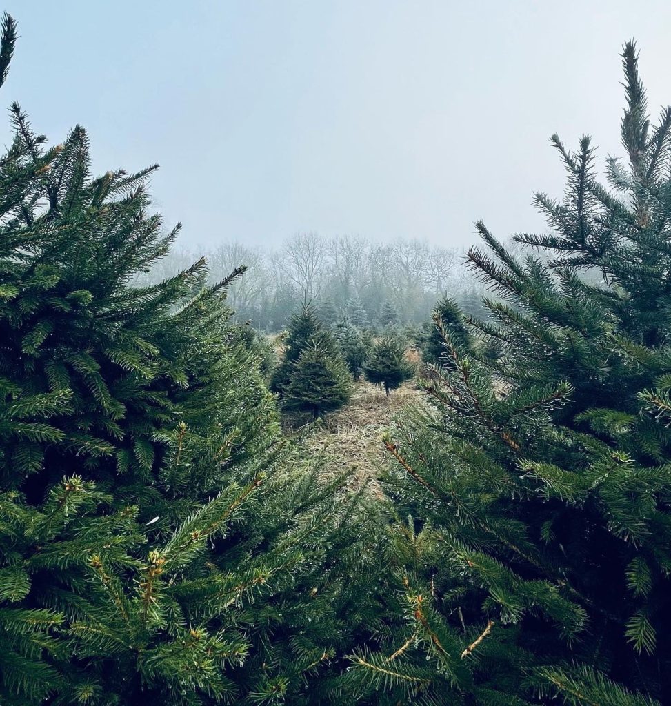 How much are Christmas trees in 2022 christmas.co.uk 2 All Things