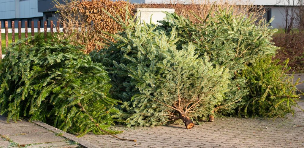 How to tell the difference between a good and bad Christmas tree