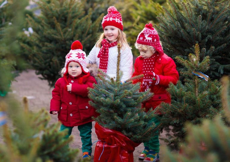 is renting a real christmas tree cheaper than buying one christmas.co .uk 1