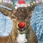 pic of rudolph, santa's reindeer and his red nose christmas.co.uk