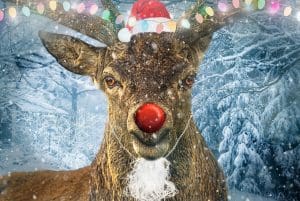 pic of rudolph, santa's reindeer and his red nose christmas.co.uk