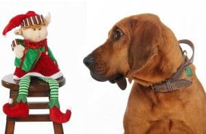 pic of a dog and elf on a shelf - Christmas gift ideas for dogs
