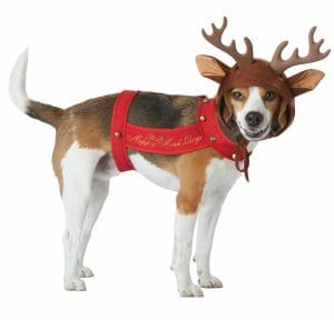 Dog wearing a festive reindeer outfit