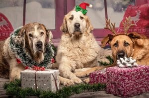 pic of three dogs dressed up for Christmas Day and having fun