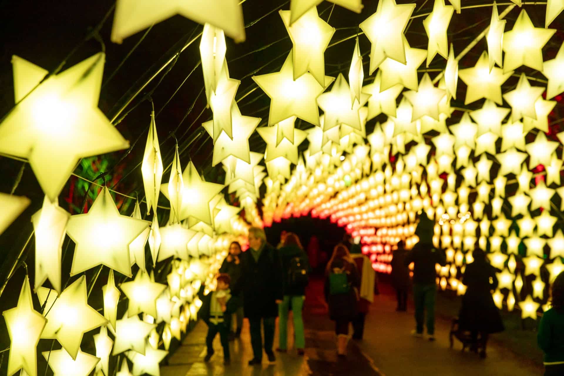 Bedgebury festive light trail is a glowing delight All Things