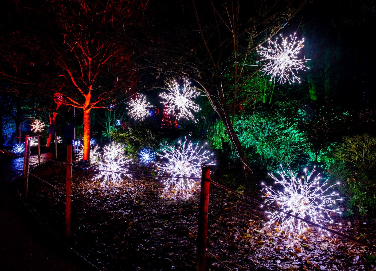 Bedgebury festive light trail is a glowing delight All Things