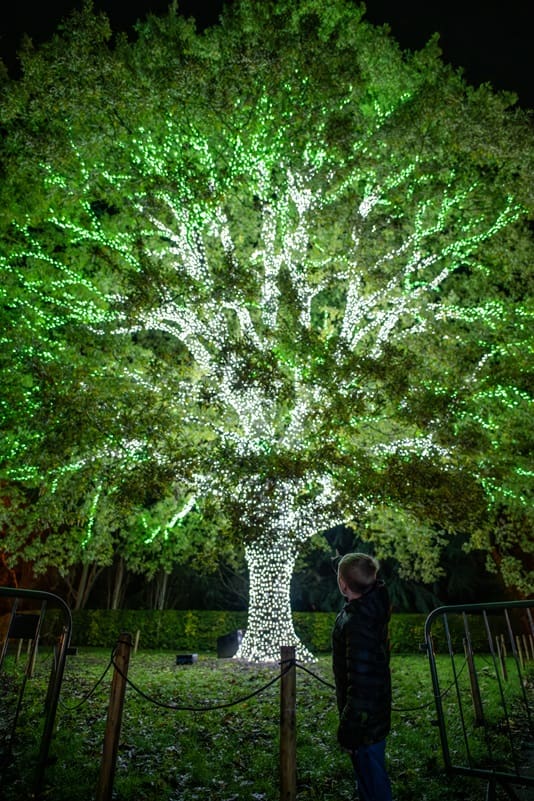 Kew Gardens Christmas Lights Experience the Festive spirit with a